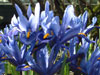 iris reticulata-1